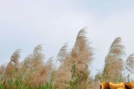 Trà dược chống nóng nắng và bệnh tật mùa hè