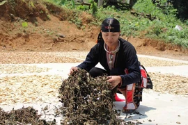 Lương y Lý Thị Mai: đôi tay vàng chữa bệnh