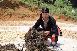 Lương y Lý Thị Mai: đôi tay vàng chữa bệnh