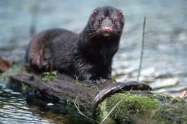 Công bố ca bệnh đầu tiên nhiễm nCoV từ chồn