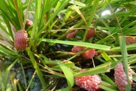 Cách phòng trừ ốc bươu vàng đảm bảo an toàn sản xuất lúa.