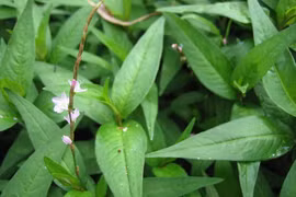 Rau răm chữa chậm tiêu