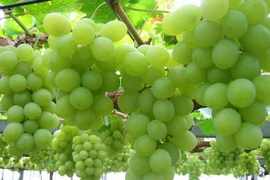 Ăn nho cả vỏ và hạt