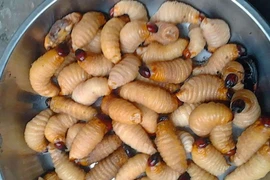 Giá trị dinh dưỡng của đuông dừa