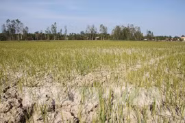 Ngăn nước mặn, trữ nước ngọt “cứu” ĐBSCL