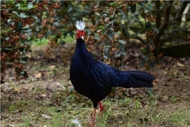 VUSTA phê duyệt dự án “Tìm kiếm Gà lôi lam mào trắng trong tự nhiên”