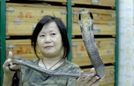 người đàn bà 50 năm bắt rắn
