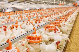 Nguồn protein mới cho chăn nuôi 