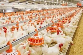 Nguồn protein mới cho chăn nuôi 