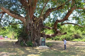 Huyền bí rừng mộ ché của người M’Nông – Kỳ cuối: Còn đó bao điều bí ẩn