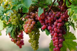 Ăn nho thường xuyên ngăn ngừa bệnh tim mạch