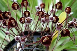 Tránh để hoa lan chết vì “sốc”