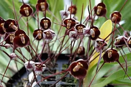 Tránh để hoa lan chết vì “sốc”