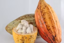  Hoạt chất trong vỏ ca cao