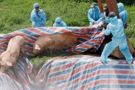 Heo mua trên mạng xã hội bị bệnh tả châu Phi