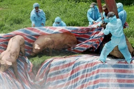 Heo mua trên mạng xã hội bị bệnh tả châu Phi