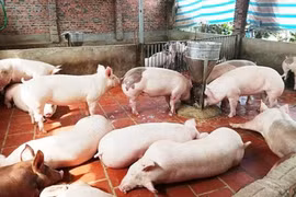 Giá lợn hơi xuống dưới 80.000đ/kg