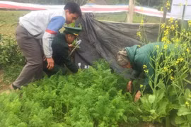 Trồng cây thuốc phiện trong vườn nhà để... nấu canh ăn hàng ngày