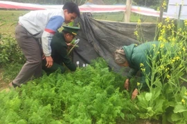 Trồng cây thuốc phiện trong vườn nhà để... nấu canh ăn hàng ngày