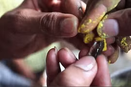 Nuốt cá sống để chữa bệnh hen suyễn