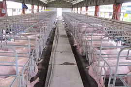 Gia Lai: Chấn chỉnh công tác bảo vệ môi trường trong chăn nuôi