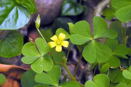 8 loại cây cỏ trong vườn nhà trị viêm họng