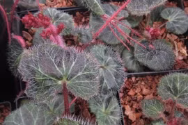 Năm Nhâm Dần: Kể chuyện vị thuốc tên Hổ, Hùm