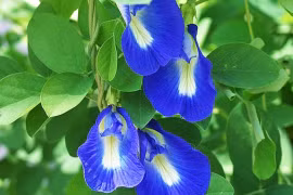 Người có máu khó đông không dùng nước hoa đậu biếc 