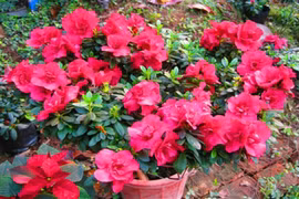 Đỗ quyên trị kinh nguyệt không đều