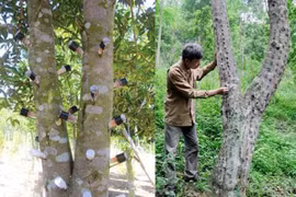 Tạo trầm hương trong phòng thí nghiệm