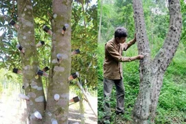 Tạo trầm hương trong phòng thí nghiệm