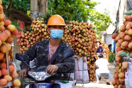 Bắc Giang: Nông dân kêu trời vì giá vải thiều lên xuống thất thường