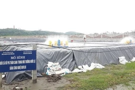 Nuôi cá không cần có ao, hồ