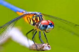 Nuôi chuồn chuồn để diệt muỗi