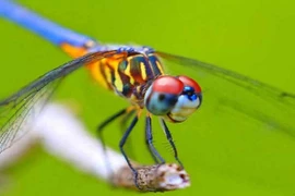 Nuôi chuồn chuồn để diệt muỗi