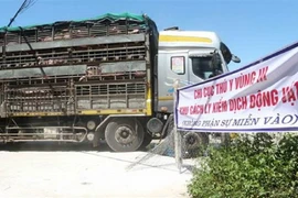 500 con lợn sống nhập khẩu từ Thái Lan đã về Nghệ An