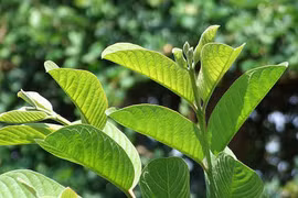 Kinh nghiệm dân gian chữa tiêu chảy