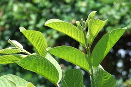 Kinh nghiệm dân gian chữa tiêu chảy