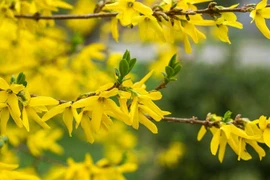 Liên kiều trị mụn nhọt