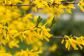 Liên kiều trị mụn nhọt