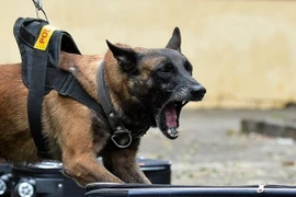  Khứu giác của loài chó có nhiều tế bào nhất