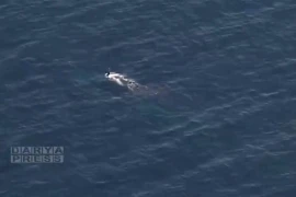 Hải quân Iran phát hiện và “tóm sống” tàu ngầm tấn công Mỹ trên Ấn Độ Dương