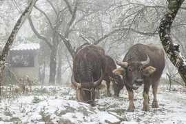Bắc bộ rét đậm, rét hại đến khi nào?
