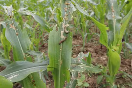 Khuyến cáo phòng trừ dịch sâu keo mùa thu