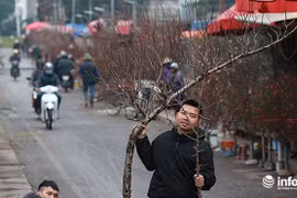 Thời tiết thuận lợi, đào Nhật Tân trổ bông to, đổ về phố phường Hà Nội