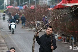 Thời tiết thuận lợi, đào Nhật Tân trổ bông to, đổ về phố phường Hà Nội