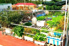 Ý tưởng sáng tạo 19: Vườn rau ao cá trên mái nhà