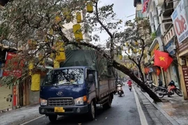 Hà Nội: Xử lý vụ cây trên phố cổ bật gốc đè trúng xe tải