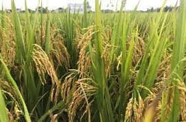 Tìm kiếm thông tin về giống lúa