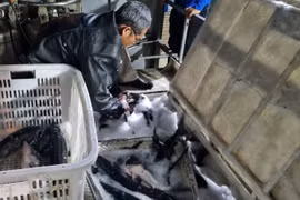 Cá tầm “lách tiêu chuẩn” vào Việt Nam: Ai được lợi?